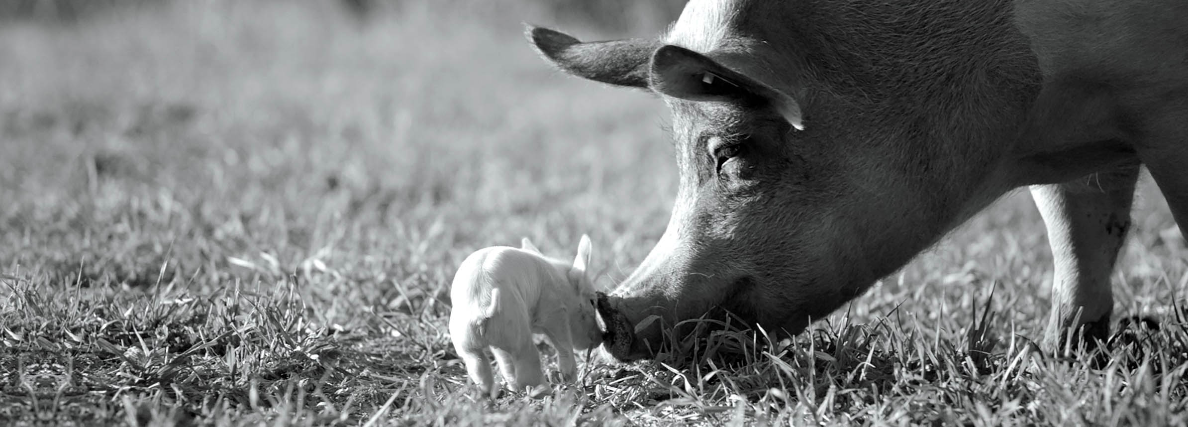 «Гунда» с&nbsp;Виктором Косаковским