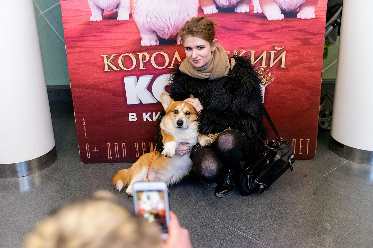 Нашествие корги перед показом «Королевский корги»