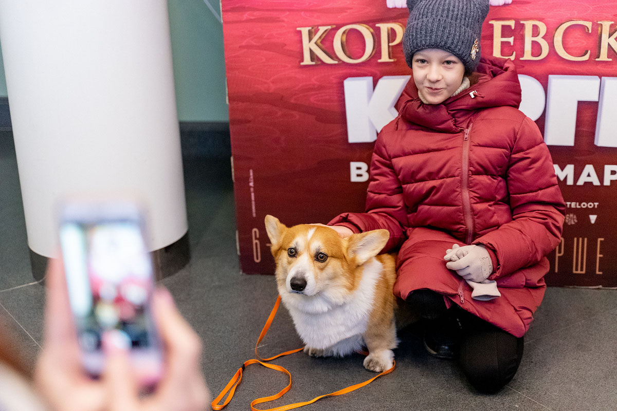 Нашествие корги перед показом «Королевский корги»
