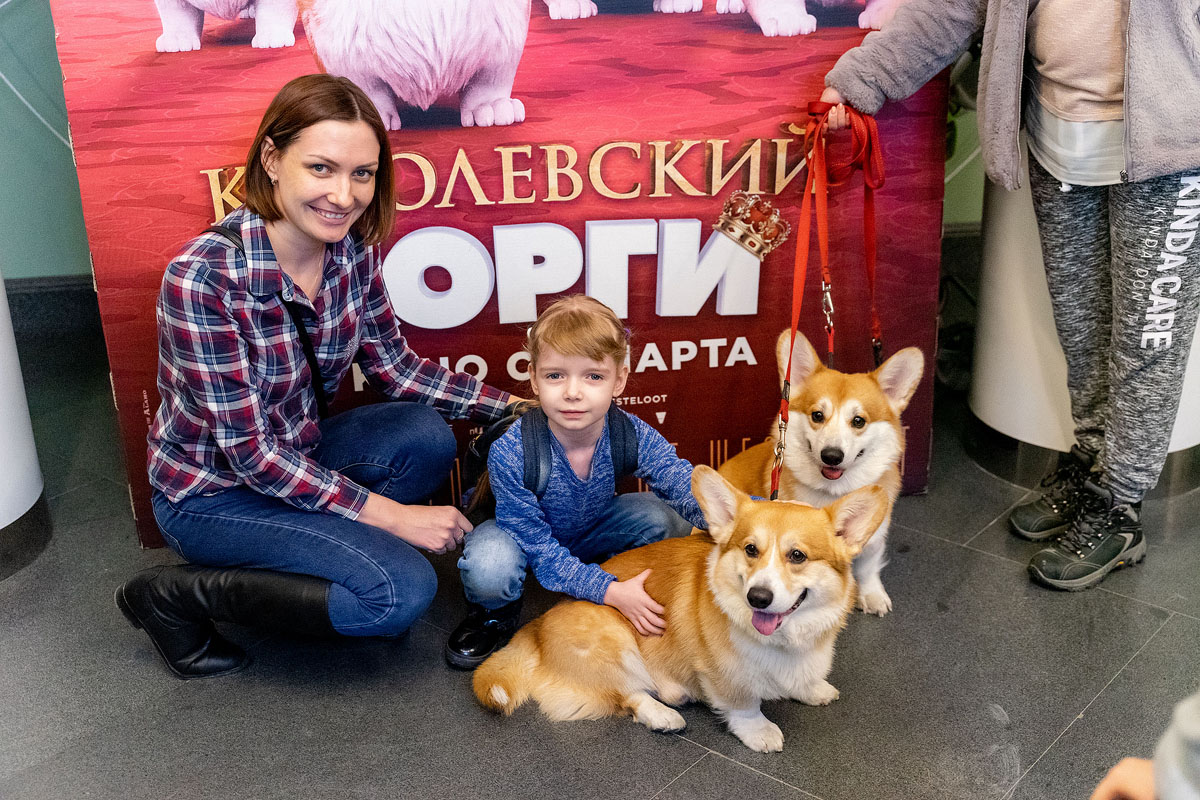 Нашествие корги перед показом «Королевский корги»