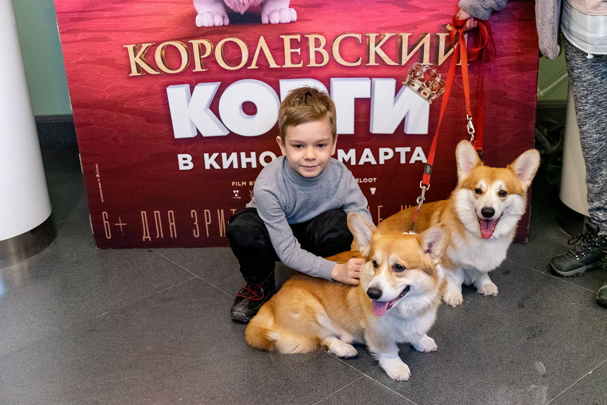 Нашествие корги перед показом «Королевский корги»