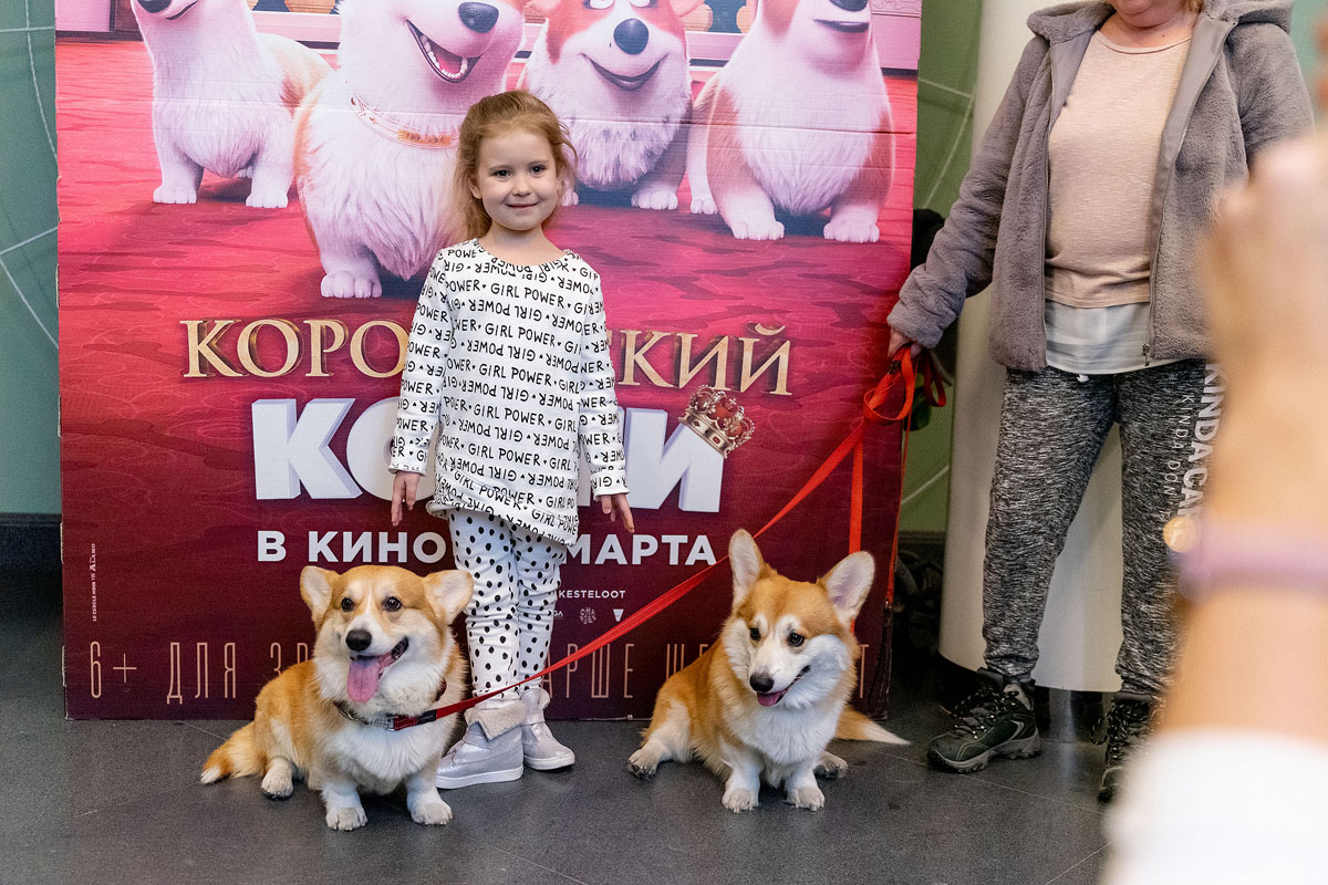 Нашествие корги перед показом «Королевский корги»
