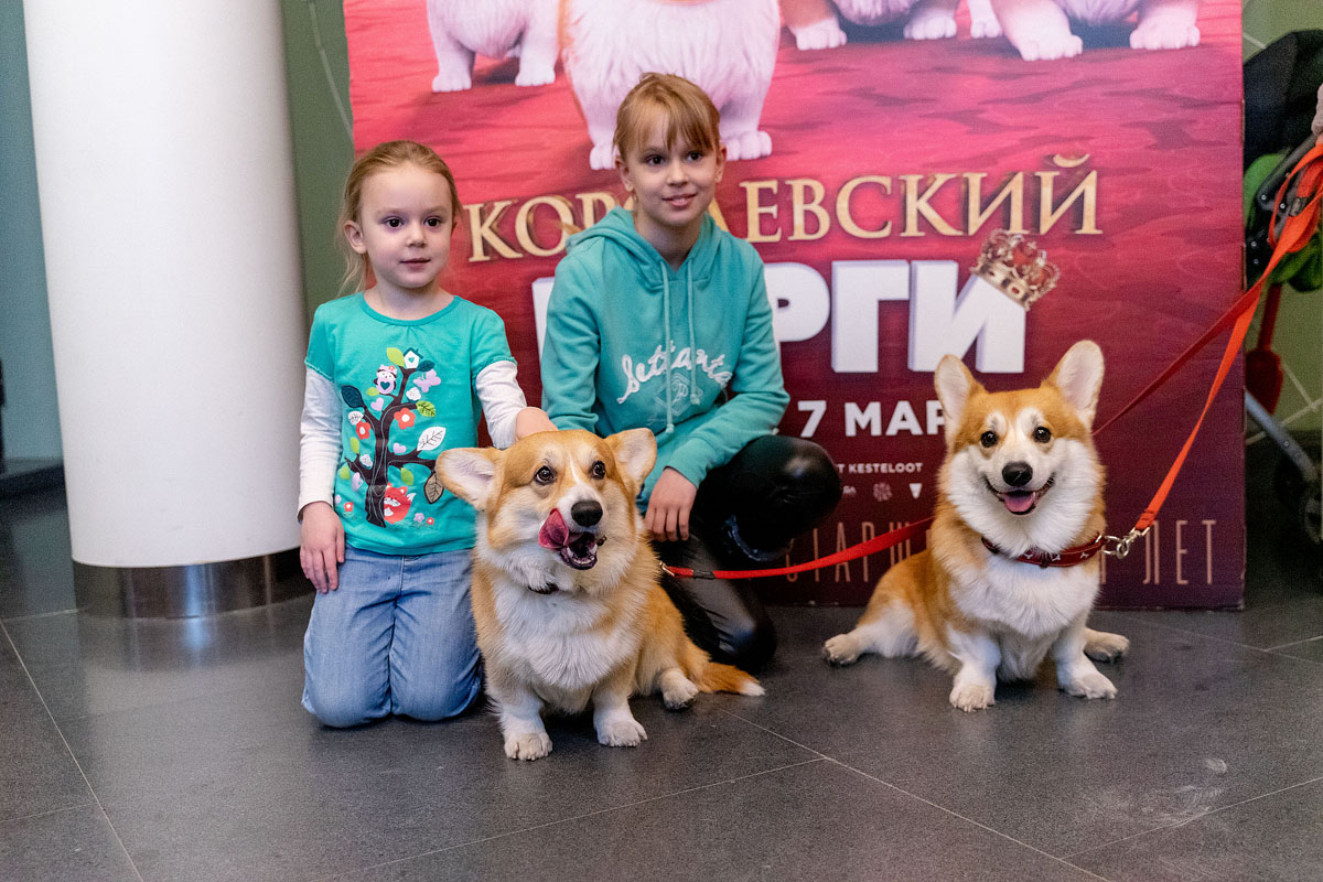 Нашествие корги перед показом «Королевский корги»