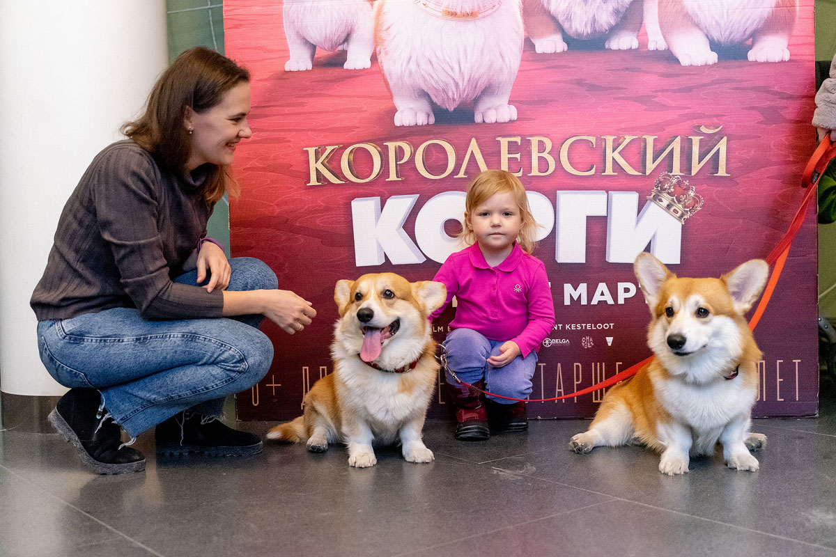 Нашествие корги перед показом «Королевский корги»
