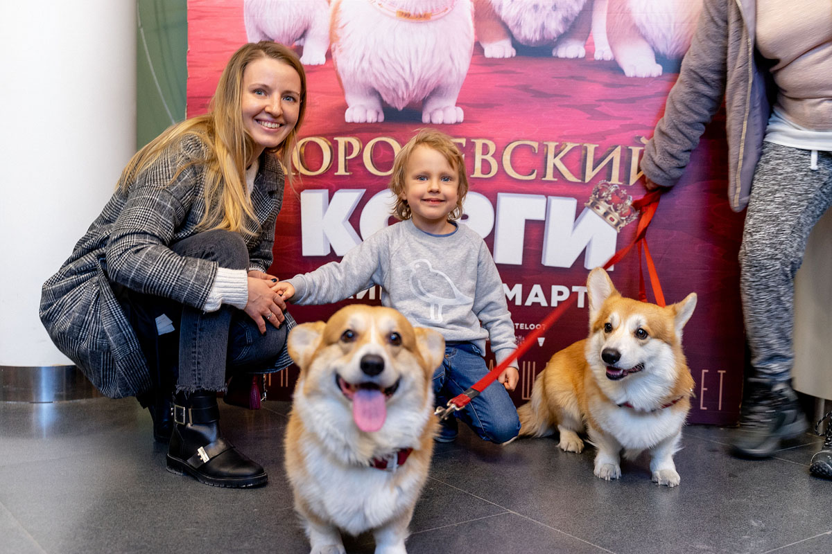 Нашествие корги перед показом «Королевский корги»