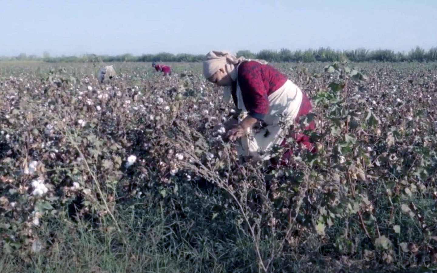 Хлопок 100% / Cotton 100%