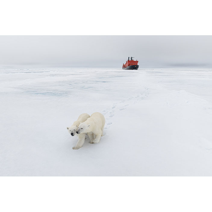 Фотография Вадима Махорова «Медведица и&nbsp;медвежонок», 2023