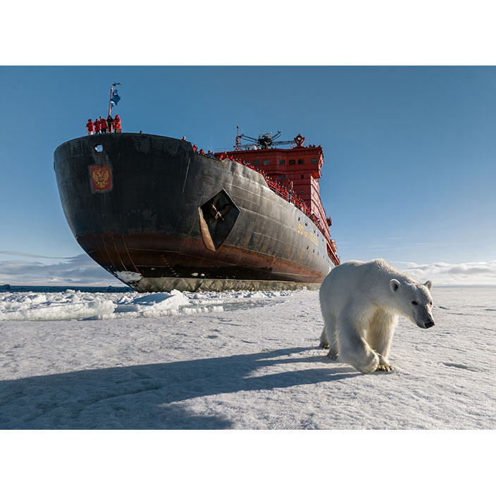 Фотография Вадима Махорова «Белый медведь», 2023